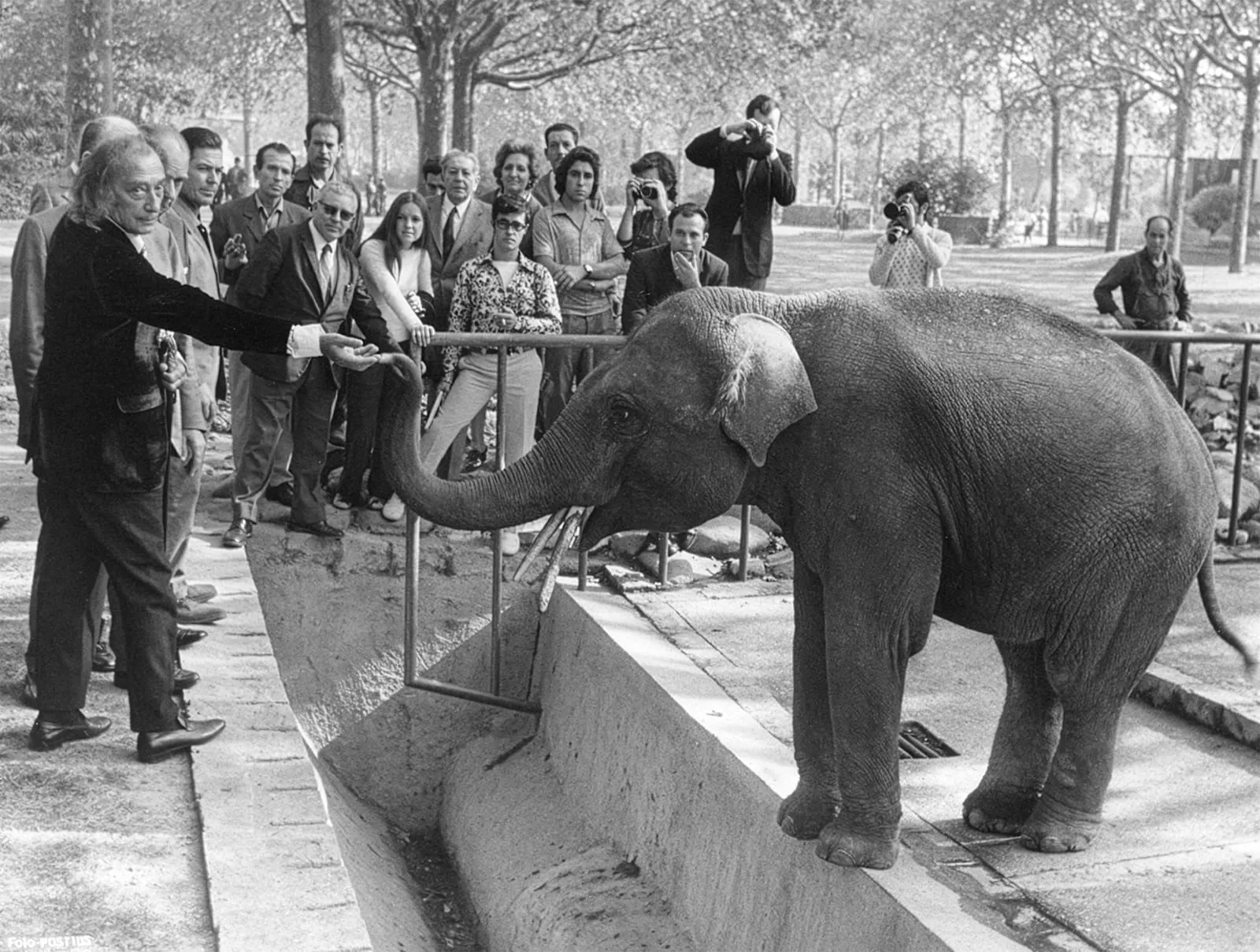Salvador Dalí visita Surus, el seu elefant asiàtic, al zoo de Barcelona. Fotografia d’autor desconegut de 1971. Arxiu Fotogràfic de Barcelona.